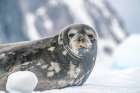 Antarctica, Yalour Islands. Weddell seal on iceberg. Art Print